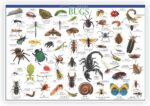 Discover Bugs Educational Tin - Image 2