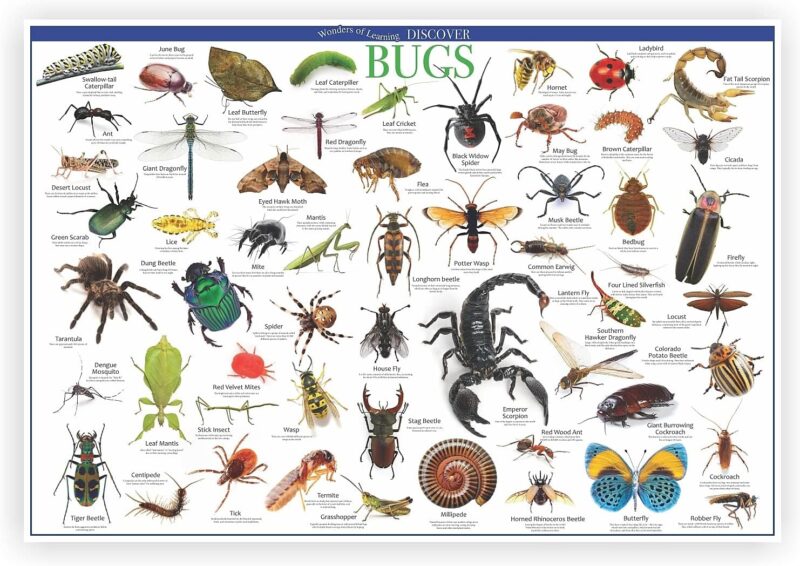 Discover Bugs Educational Tin - Image 2