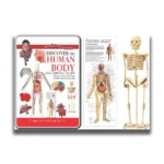 Discover the Human Body